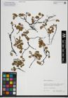Foto von Salix herbacea L.